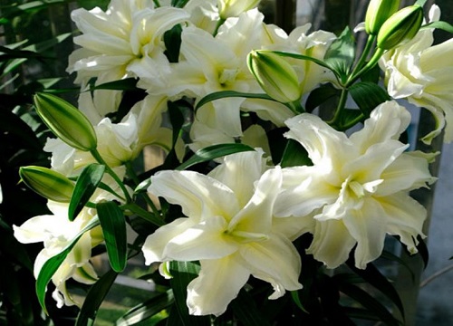 百合花的样子和特点描写