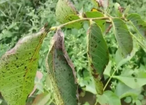 桃树病虫害防治技术