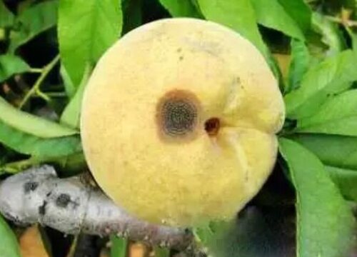 桃树病虫害防治技术