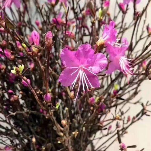 干枝遇水开花的原理是什么