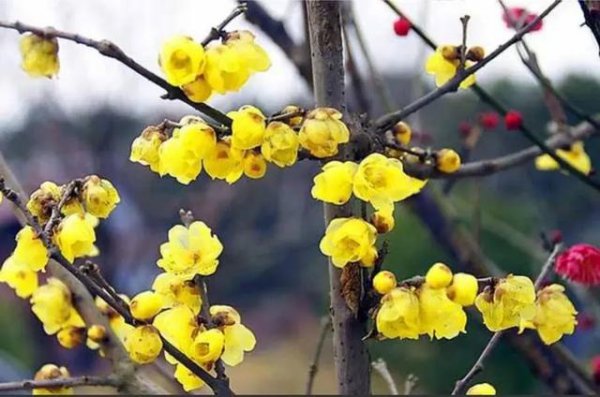 干枝遇水开花的原理是什么