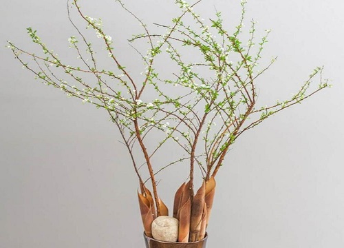 干枝遇水开花的原理是什么