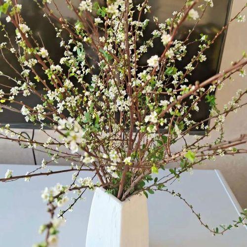 干枝遇水开花的原理是什么