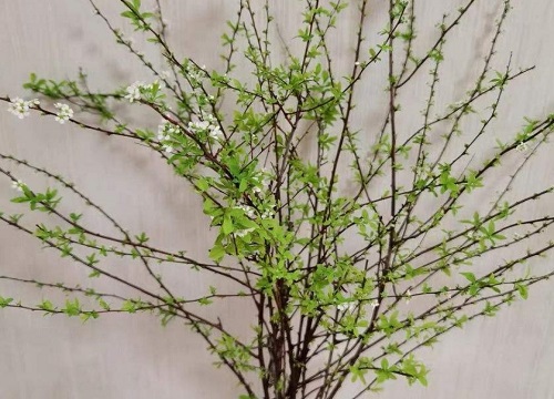 干枝遇水开花的原理是什么