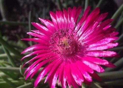 多肉奔龙一年开几次花