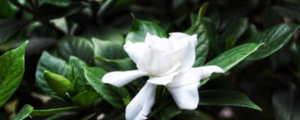 常见的灌木植物有哪些