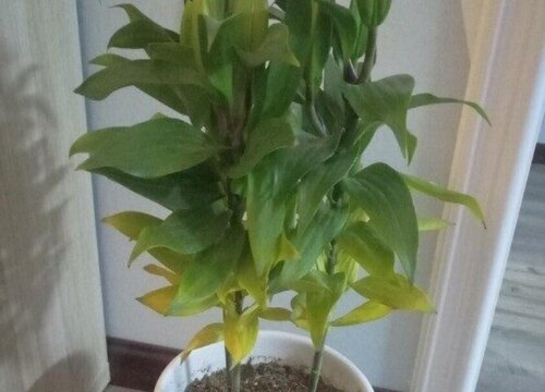 百合黄叶是什么原因