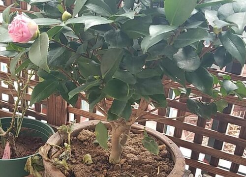 茶花叶片一碰就掉该怎么解决