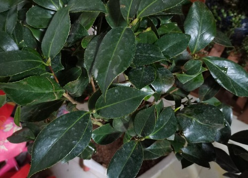 茶花叶片一碰就掉该怎么解决