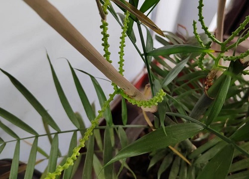 散尾葵开花是好事还是坏事