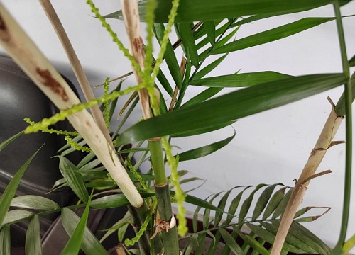 散尾葵开花是好事还是坏事