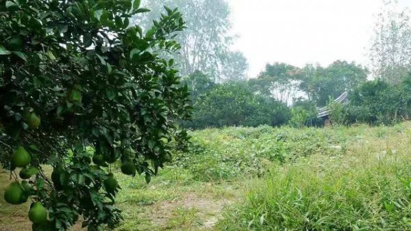 柚子树掉果严重怎么办