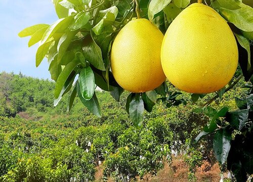柚子树掉果严重怎么办