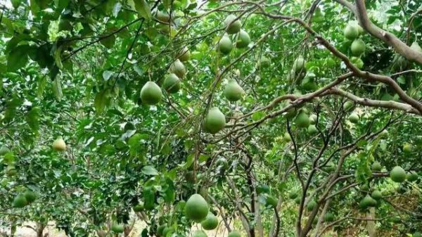 柚子树掉果严重怎么办