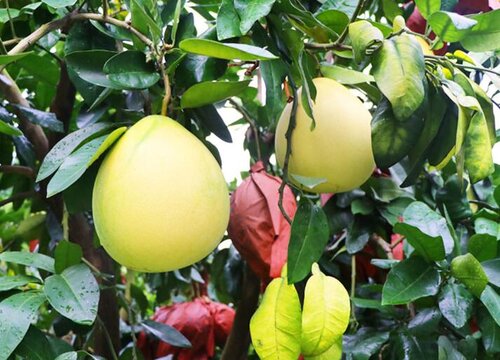 柚子树掉果严重怎么办