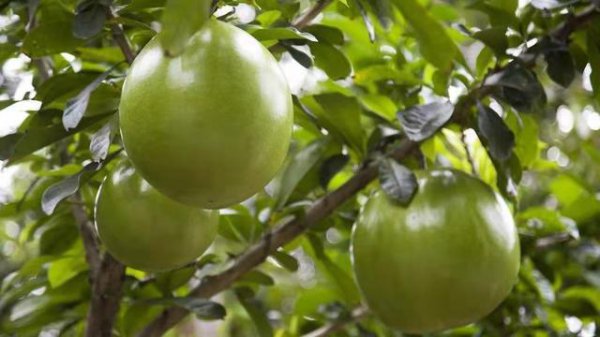 柚子树掉果严重怎么办