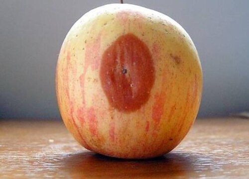 烂苹果可以做肥料吗