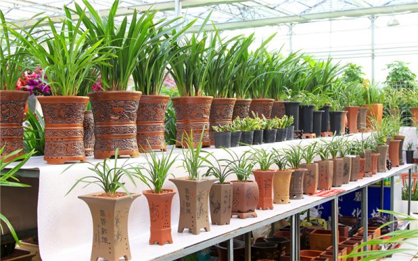 一亩地种什么挣10万