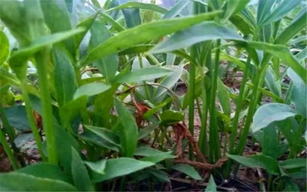 一亩地种什么挣10万