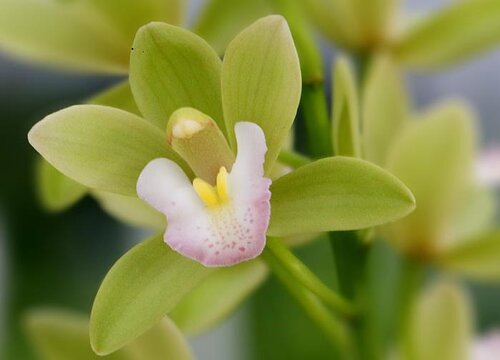 一亩地种什么挣10万