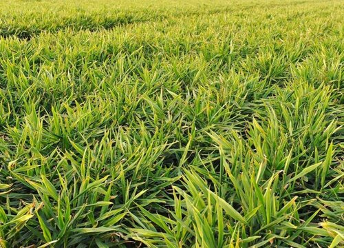 一亩地种什么挣10万