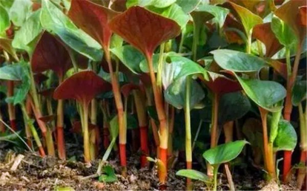 一亩地种什么挣10万