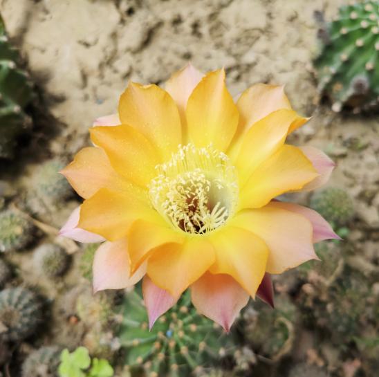 种植仙人球用什么土好