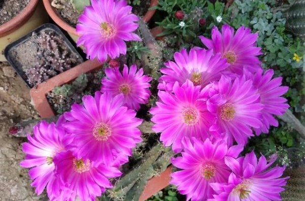 种植仙人球用什么土好