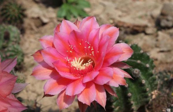 种植仙人球用什么土好