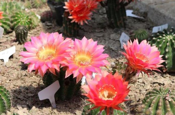 种植仙人球用什么土好