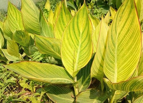 美人蕉怎么过冬天