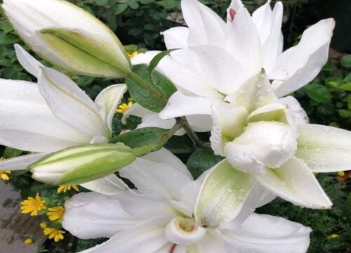 百合花长什么样子图片