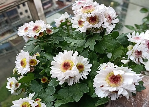 瓜叶菊怎么养开花时间更长