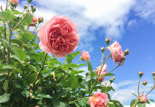 不爱了的婚姻还有必要继续吗