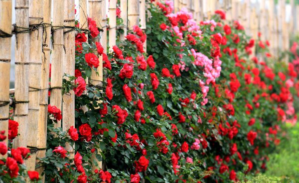 不爱了的婚姻还有必要继续吗