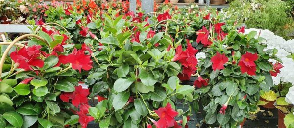 不爱了的婚姻还有必要继续吗