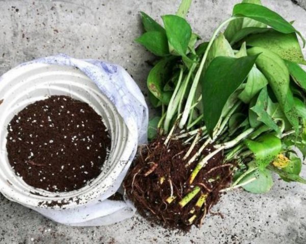 绿萝叶子发黄的原因及处理技巧