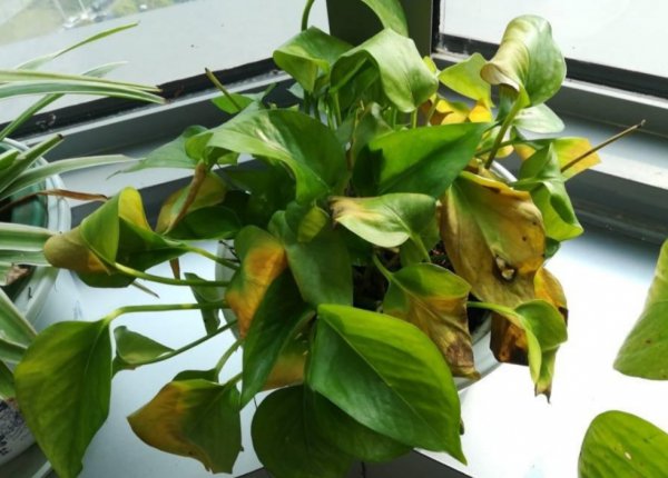 绿萝叶子发黄的原因及处理技巧