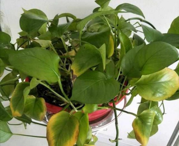 绿萝叶子发黄的原因及处理技巧