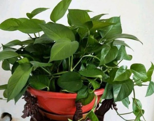 绿萝叶子发黄的原因及处理技巧