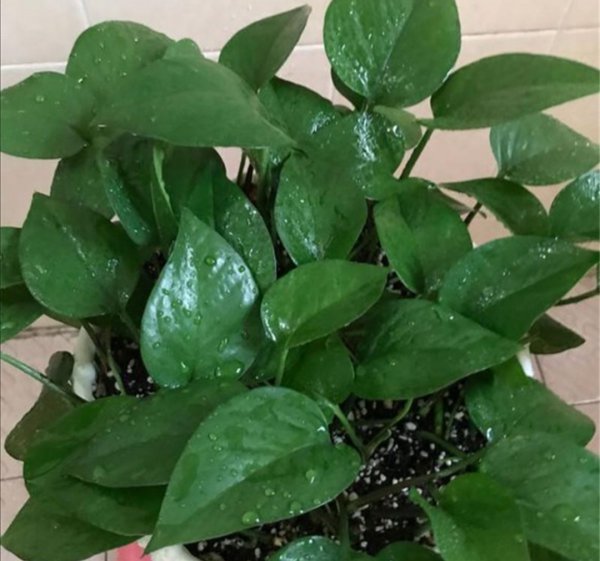 绿萝叶子发黄的原因及处理技巧