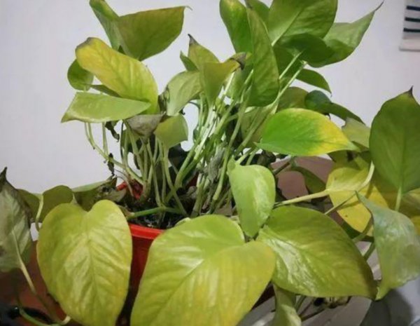 绿萝叶子发黄的原因及处理技巧