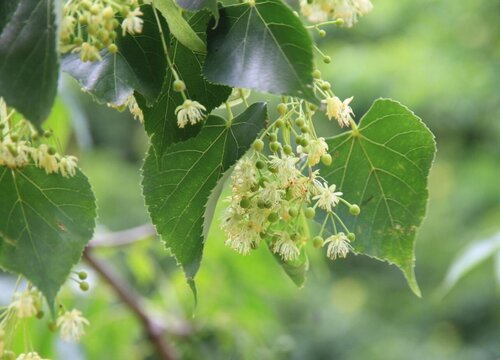 椴树什么时候开花