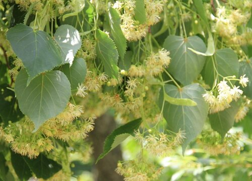 椴树什么时候开花