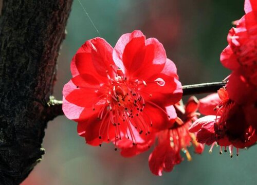 朱砂梅怎么修剪好看