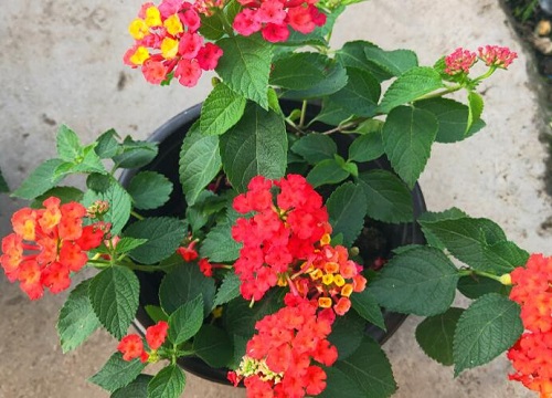 五色梅冬天怎么养护