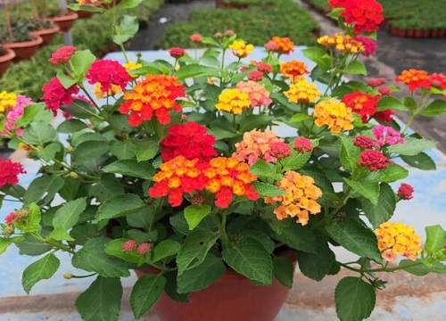 五色梅冬天怎么养护