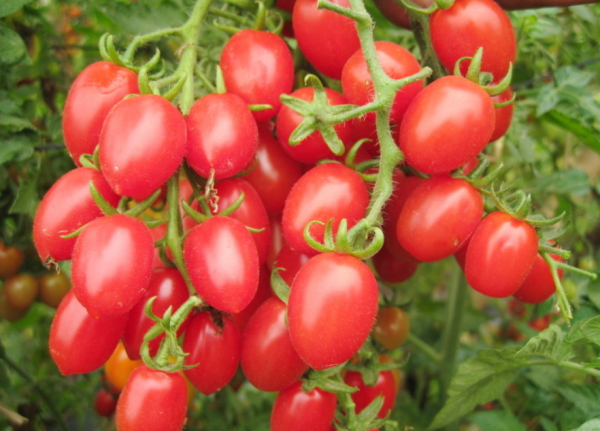 生长周期短的蔬菜品种