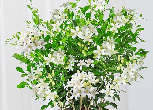 九里香可以水培吗