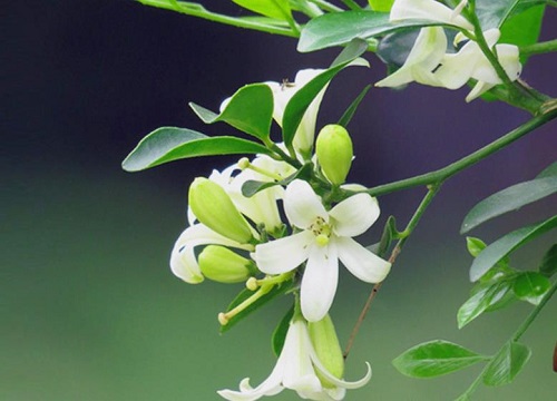 九里香可以水培吗